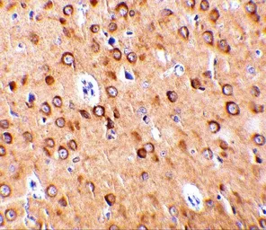 Anti-CTRP4 antibody used in IHC (Paraffin sections) (IHC-P). GTX85504