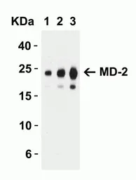 Anti-MD2 antibody used in Western Blot (WB). GTX85517
