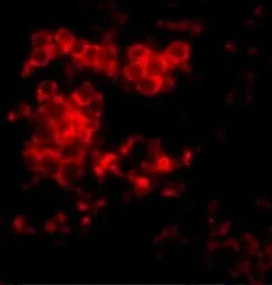 Anti-MD2 antibody used in IHC (Paraffin sections) (IHC-P). GTX85517