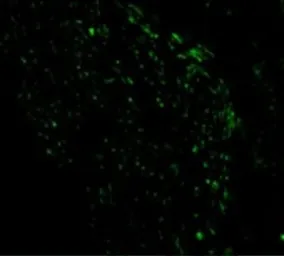 Anti-Noxa antibody used in IHC (Paraffin sections) (IHC-P). GTX85521