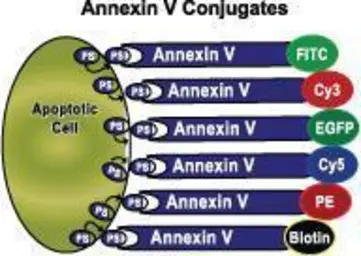 Annexin V-Biotin Apoptosis Detection Kit. GTX85587