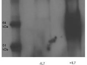 Anti-IL7 Receptor alpha (phospho Tyr449) antibody used in Western Blot (WB). GTX85604