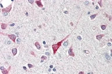 Anti-CTRP5 antibody used in IHC (Paraffin sections) (IHC-P). GTX85670