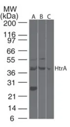 Anti-HTRA3 antibody used in Western Blot (WB). GTX85675