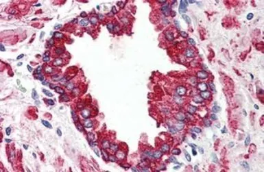 Anti-Wnt5b antibody used in IHC (Paraffin sections) (IHC-P). GTX85688