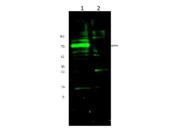 Anti-HIF3 alpha antibody used in Western Blot (WB). GTX85702
