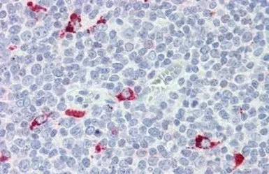 Anti-IRF7 antibody [3D9] used in IHC (Paraffin sections) (IHC-P). GTX85864