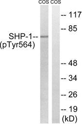 Anti-SHP1 (phospho Tyr564) antibody used in Western Blot (WB). GTX86454