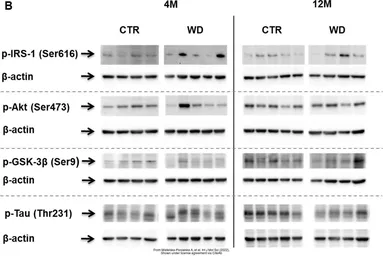 Anti-GSK3 beta (phospho Ser9) antibody used in Western Blot (WB). GTX86837