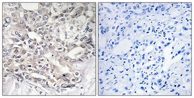 Anti-Apolipoprotein L5 antibody used in IHC (Paraffin sections) (IHC-P). GTX87078