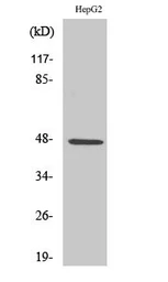 Anti-SLC17A2 antibody used in Western Blot (WB). GTX87203