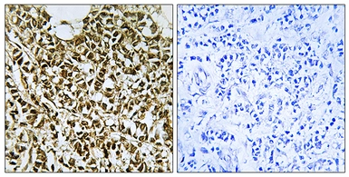 Anti-POLR3E antibody used in IHC (Paraffin sections) (IHC-P). GTX87366