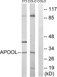 Anti-Apolipoprotein O like antibody used in Western Blot (WB). GTX87433