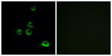 Anti-OR2M7 antibody used in Immunocytochemistry/ Immunofluorescence (ICC/IF). GTX87482