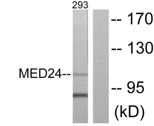 Anti-MED24 antibody used in Western Blot (WB). GTX87850
