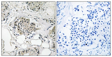 Anti-USP13 antibody used in IHC (Paraffin sections) (IHC-P). GTX87905