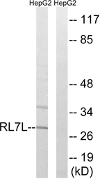 Anti-RPL7L1 antibody used in Western Blot (WB). GTX87929