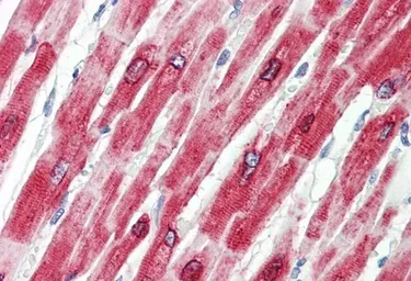 Anti-Phospholamban antibody, N-term used in IHC (Paraffin sections) (IHC-P). GTX88052