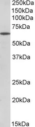 Anti-POU6F2 antibody, N-term used in Western Blot (WB). GTX88096
