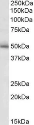 Anti-GABA A Receptor gamma 2 antibody, Internal used in Western Blot (WB). GTX88118
