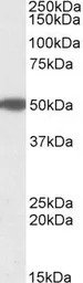 MON1A (aa478-489) antibody, In