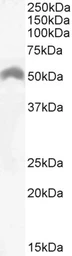 Anti-LSP1 antibody, C-term used in Western Blot (WB). GTX88185