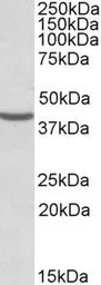 Anti-NUDC antibody, Internal used in Western Blot (WB). GTX88334