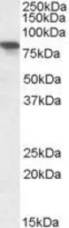 Anti-XPNPEP1 antibody, C-term used in Western Blot (WB). GTX88401