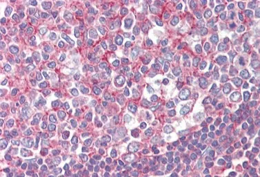 Anti-Septin 2 antibody, N-term used in IHC (Paraffin sections) (IHC-P). GTX88523