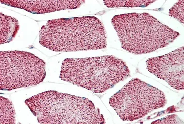 Anti-Apolipoprotein L4 antibody, C-term used in IHC (Paraffin sections) (IHC-P). GTX88671