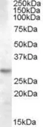 Anti-14-3-3 theta antibody, Internal used in Western Blot (WB). GTX88929