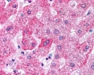 Anti-Apolipoprotein M antibody, C-term used in IHC (Paraffin sections) (IHC-P). GTX89155