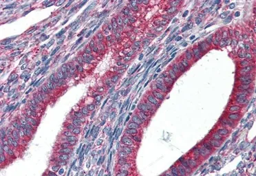 Anti-GRP94 antibody, Internal used in IHC (Paraffin sections) (IHC-P). GTX89299