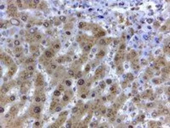 Anti-GAPDH antibody, Internal used in IHC (Paraffin sections) (IHC-P). GTX89409