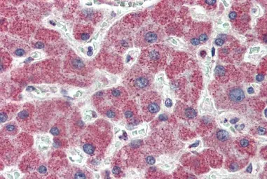 Anti-IRAK4 antibody, N-term used in IHC (Paraffin sections) (IHC-P). GTX89550