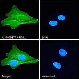 Anti-PD-L1 antibody, C-term used in Immunocytochemistry/ Immunofluorescence (ICC/IF). GTX89590
