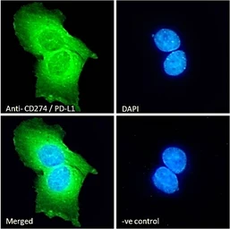 Anti-PD-L1 antibody, C-term used in Immunocytochemistry/ Immunofluorescence (ICC/IF). GTX89590