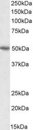 Anti-PD-L1 antibody, C-term used in Western Blot (WB). GTX89590