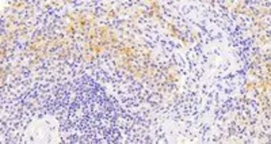 Anti-VAV3 antibody, Internal used in IHC (Paraffin sections) (IHC-P). GTX89695