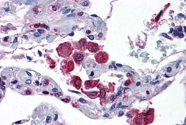 Anti-FLAP antibody, C-term used in IHC (Paraffin sections) (IHC-P). GTX89725