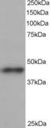 Anti-ACTR1B antibody, C-term used in Western Blot (WB). GTX89761