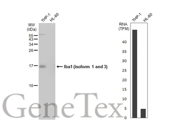 Anti-Iba1 (isoform 1 and 3) antibody, C-term used in Western Blot (WB). GTX89792