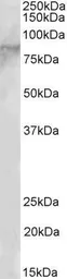Anti-EZH1 antibody, N-term used in Western Blot (WB). GTX89888
