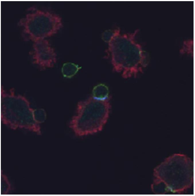 Phospho-CD3 zeta (Tyr83) (W3) Rabbit mAb