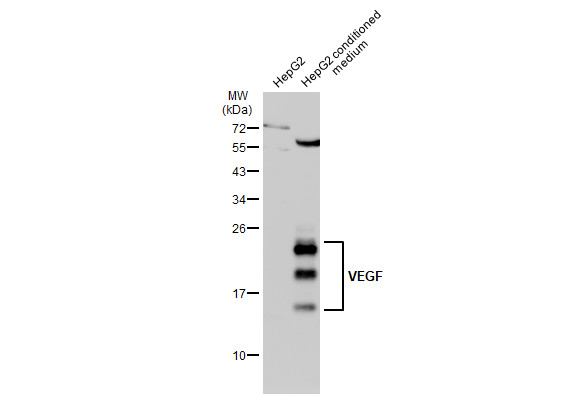 anti-vegf antibody used in western blot (wb). gtx102643