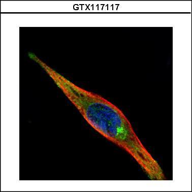 KIF13A抗体 [N3C1], Internal (GTX117117)