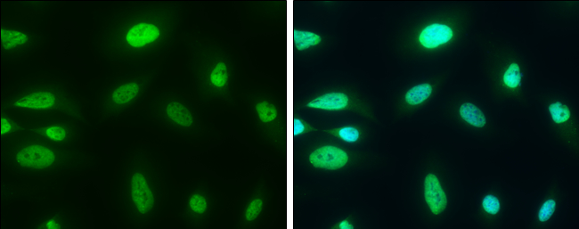 CHD3抗体 (GTX131779)