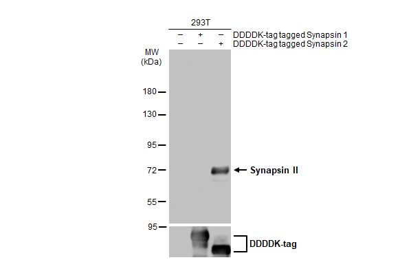 Synapsin II antibody价格,详情介绍-960化工网 – 960化工网