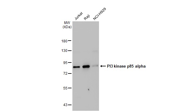 PI3 kinase p85 alpha抗体 [HL1398] (GTX636838) | GeneTex中国官方网站