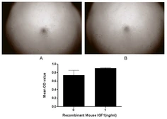 Mouse IGF1 protein, His tag (active). GTX00049-pro